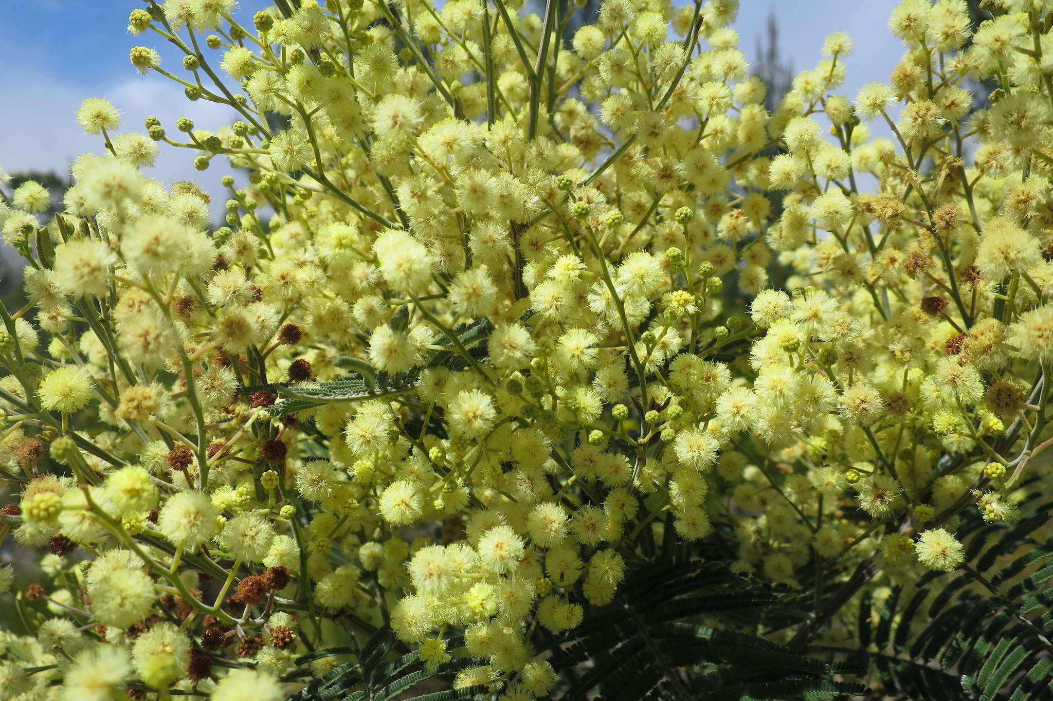 Image of black wattle