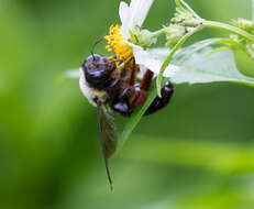 Plancia ëd Xylocopa albinotum Matsumura 1926