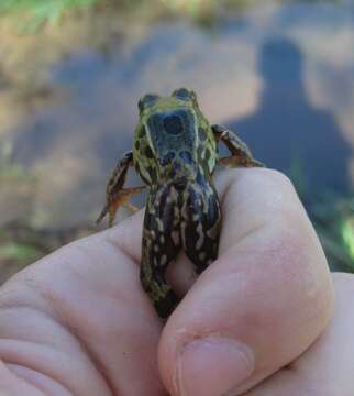 Image of Atlantic Coast leopard frog