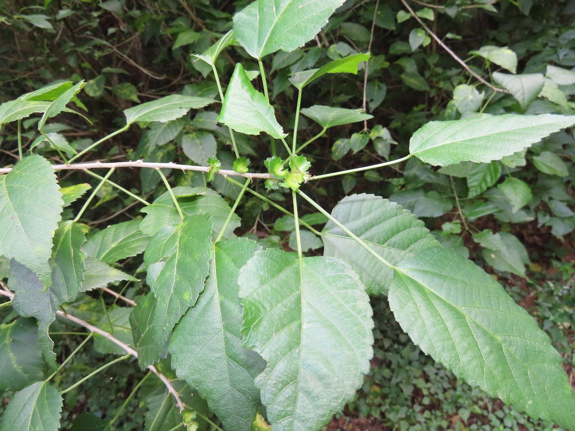 Image of Acalypha glabrata f. glabrata