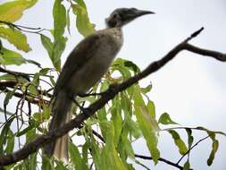 Image of Silver-crowned Friarbird