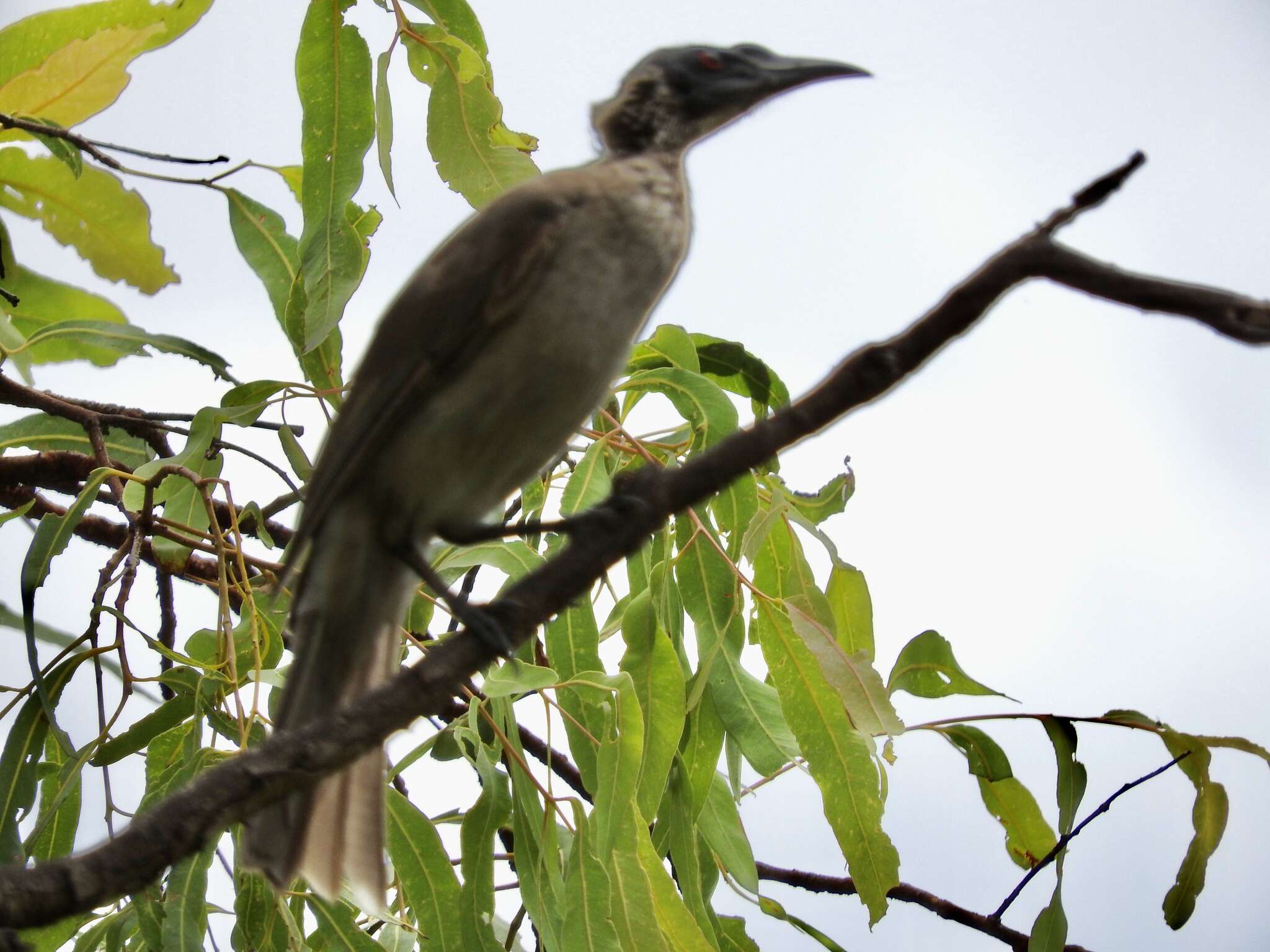 Image of Silver-crowned Friarbird