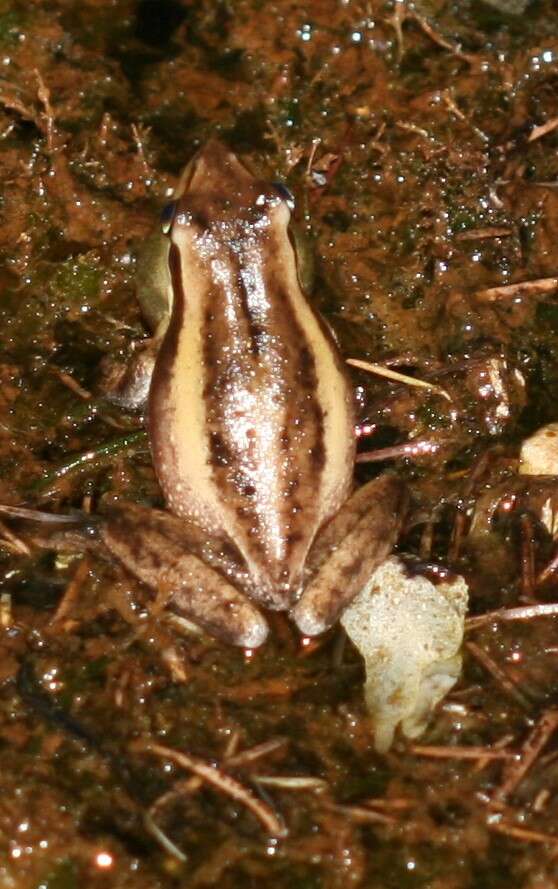 Imagem de Litoria adelaidensis (Gray 1841)