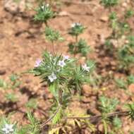 Image of Honey-Scented Pincushion-Plant