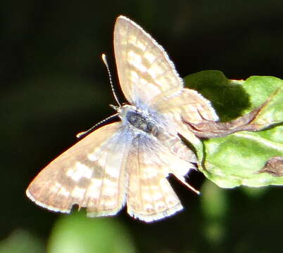 Image of <i>Leptotes <i>pirithous</i></i> pirithous