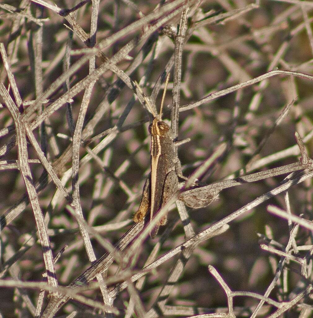 Apotropis vittata (Tepper 1896)的圖片