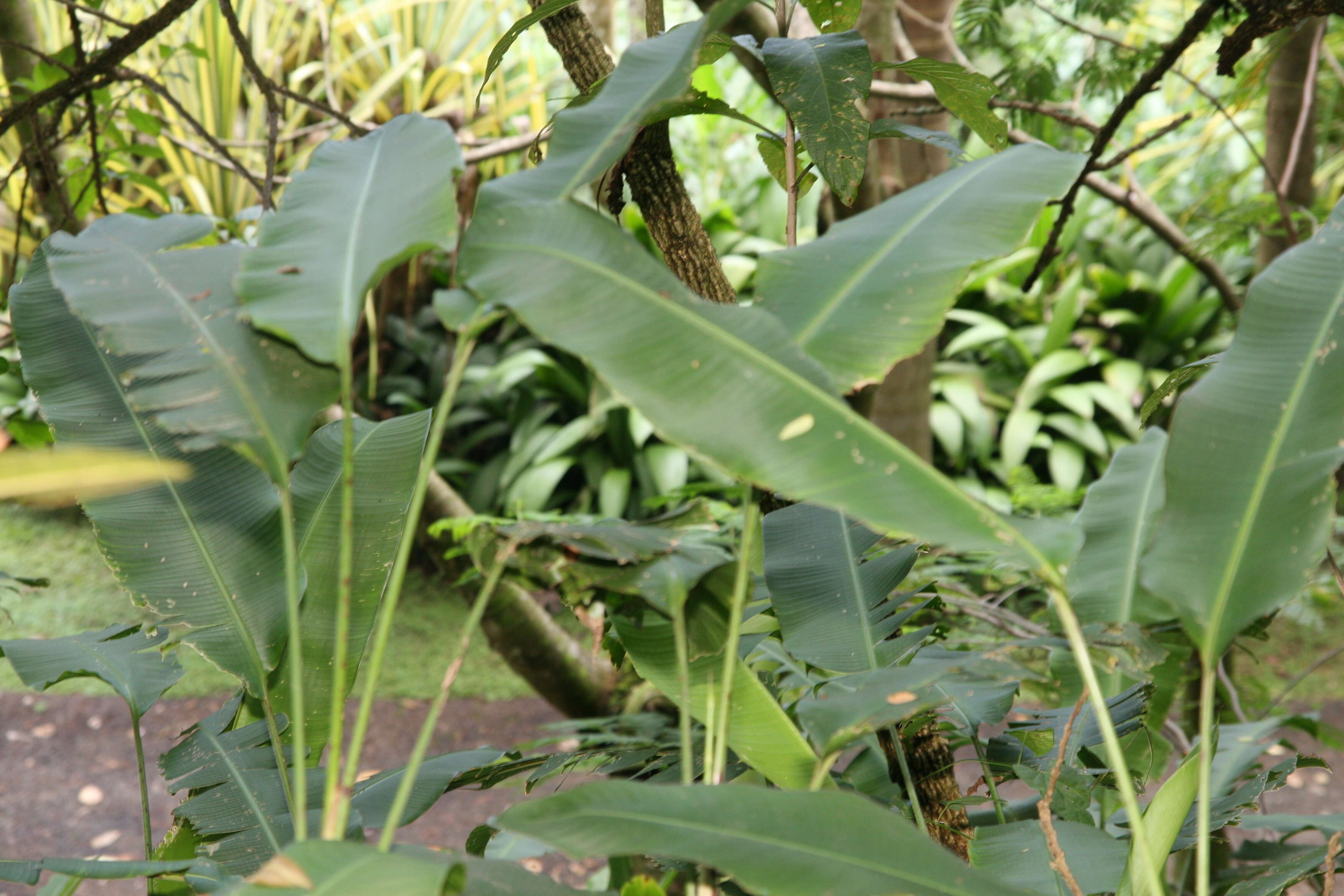 صورة Heliconia latispatha Benth.