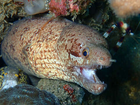 Image of Bar-tail moray