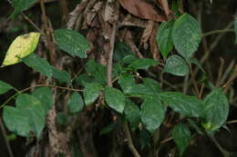 Image of bush clockvine