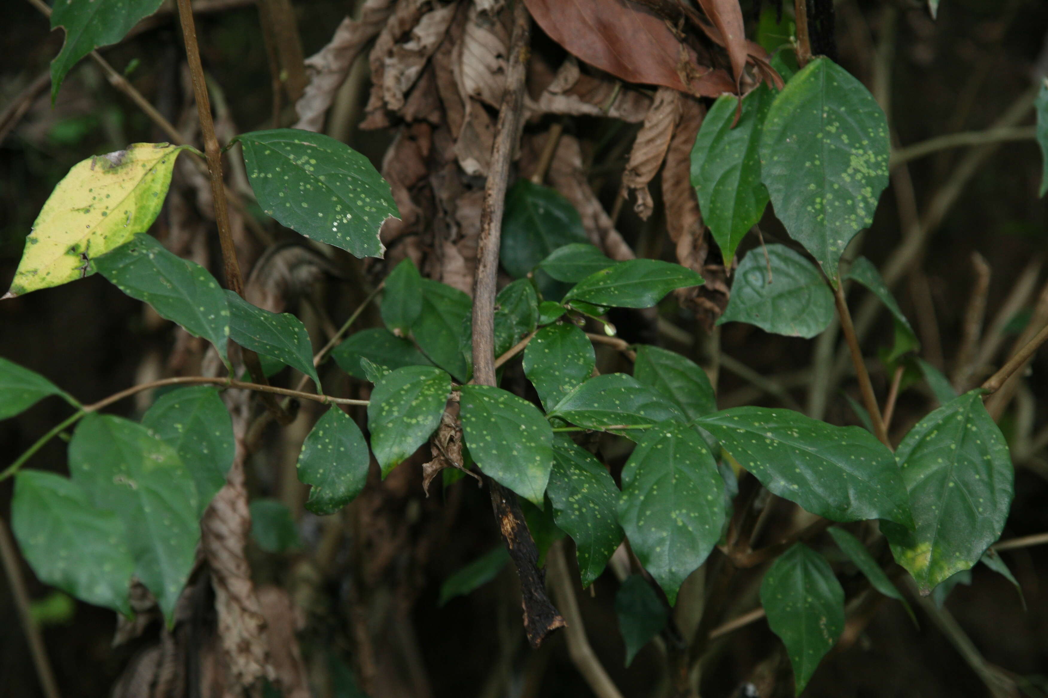 Image de Thunbergia erecta (Benth.) T. Anders.