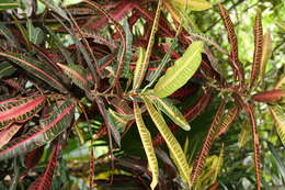 Image of codiaeum