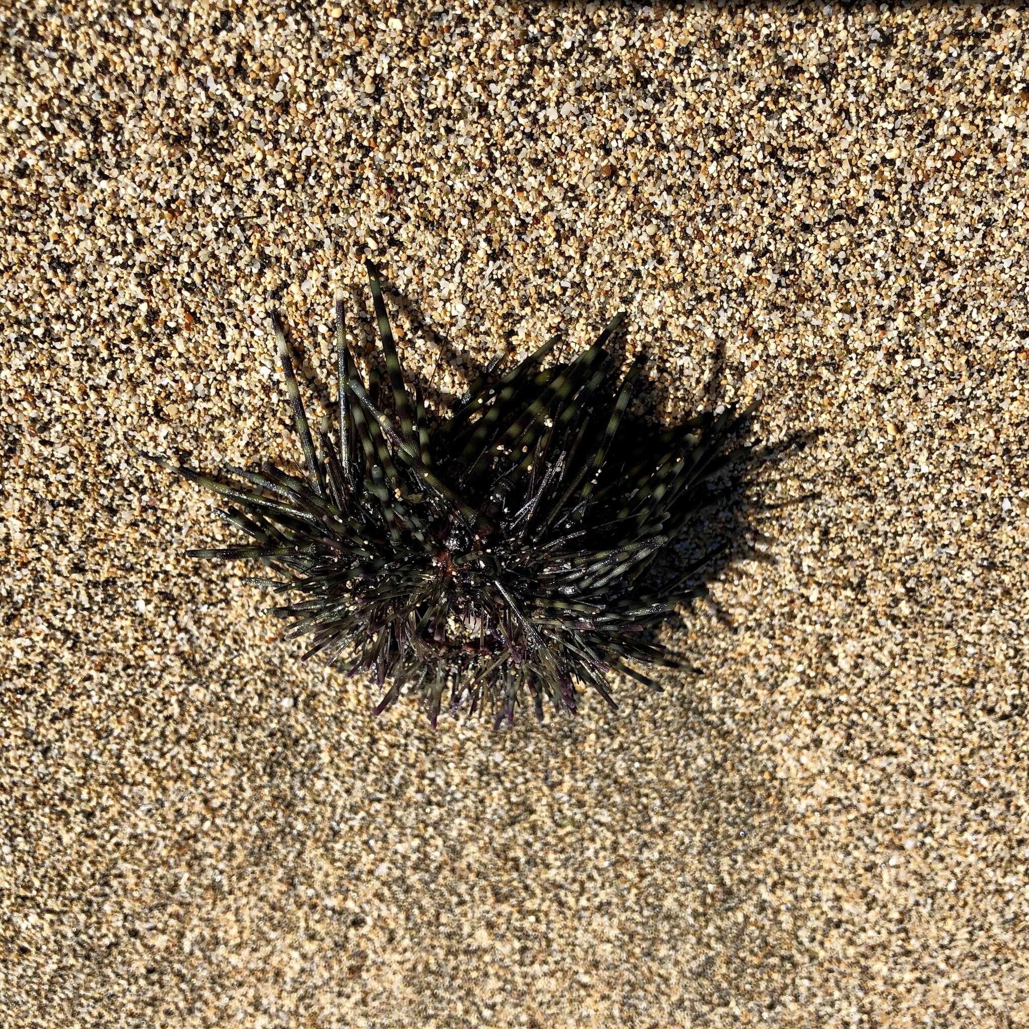 Image of banded sea urchin