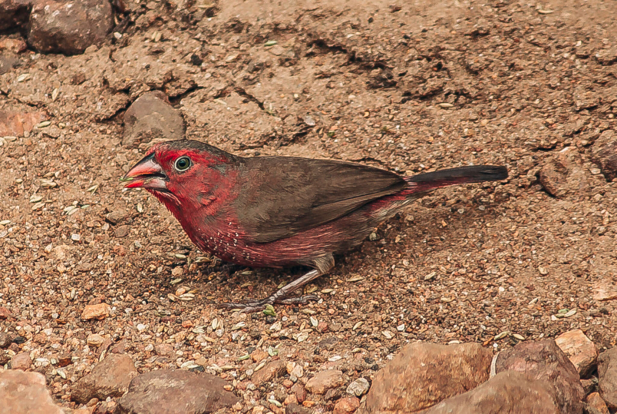 Image of Bar-breasted Firefinch