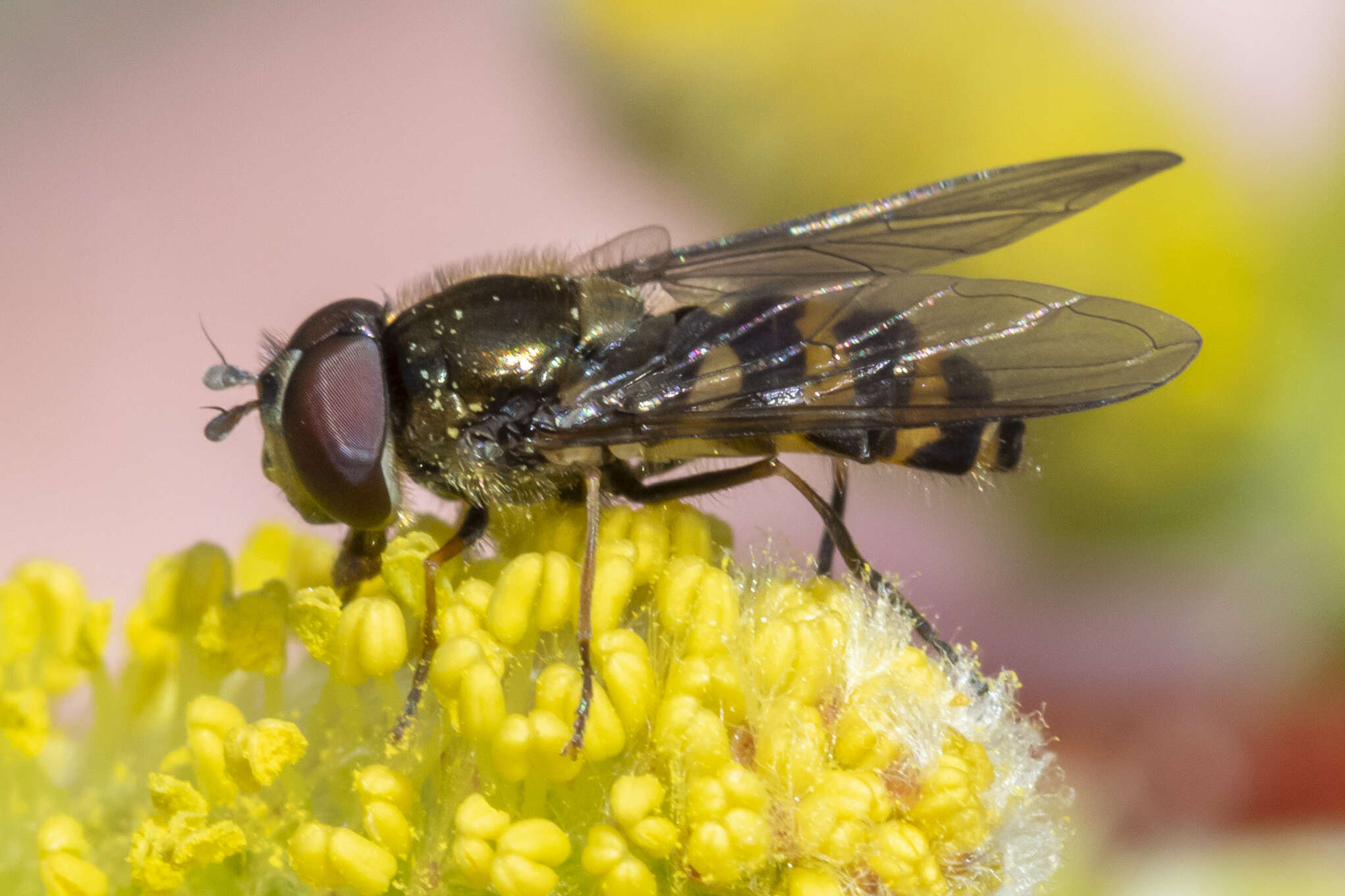 Image of Parasyrphus genualis (Williston 1887)