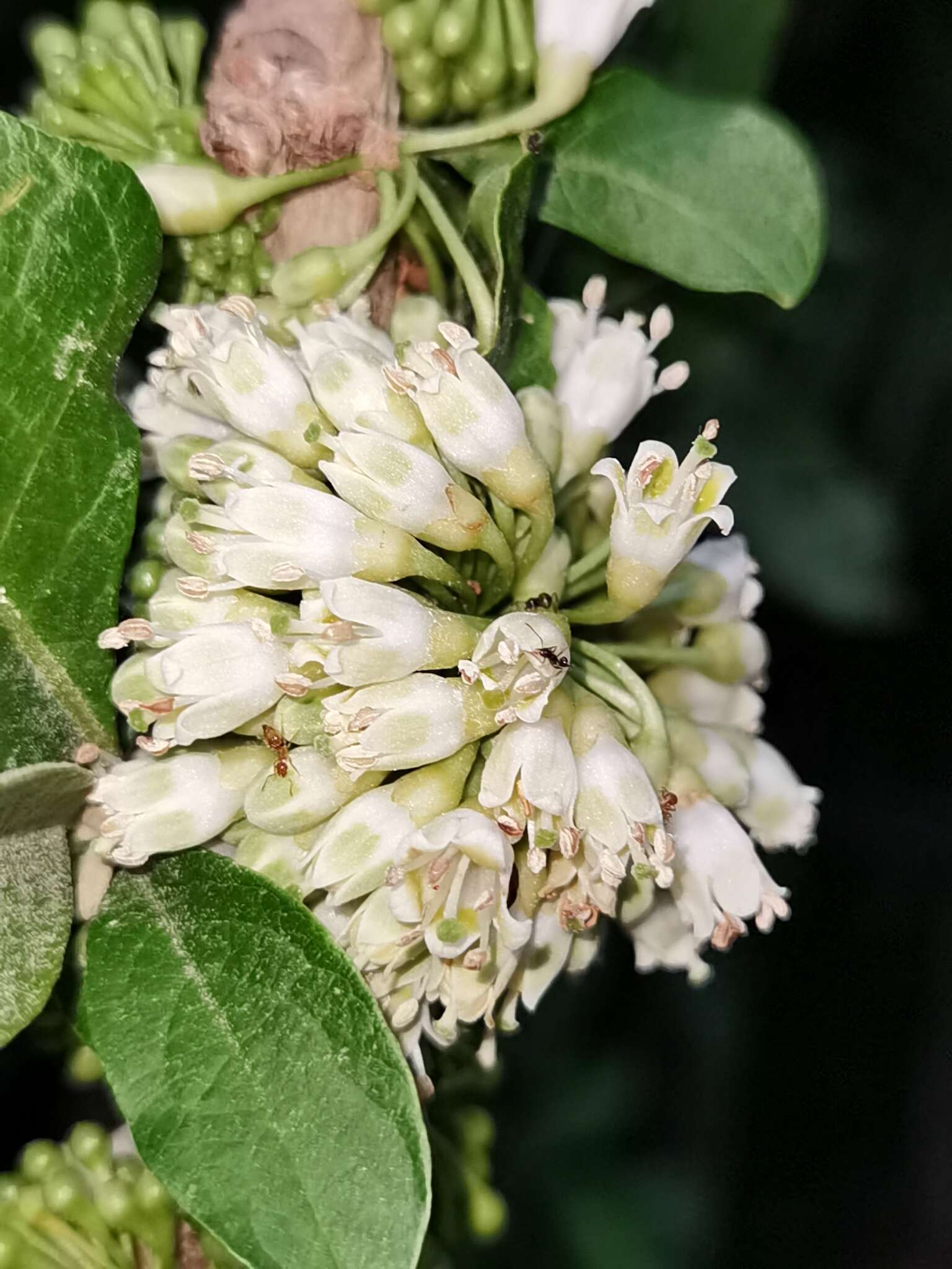 Sivun Acnistus arborescens (L.) Schltdl. kuva