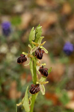 Image of Ophrys sphegodes subsp. epirotica (Renz) Gölz & H. R. Reinhard