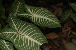 Image de Caladium lindenii (André) Madison