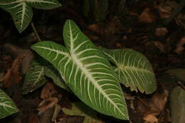 Image of Caladium lindenii (André) Madison