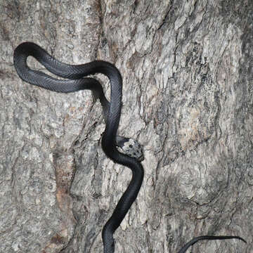 Image of Pale-headed Snake