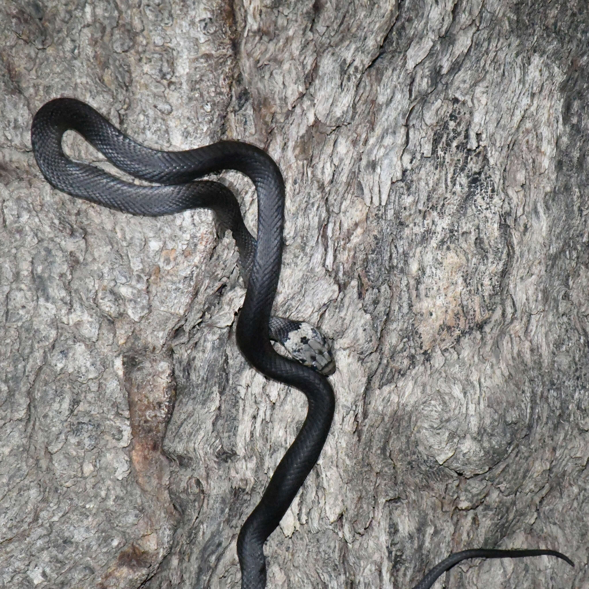 Image of Pale-headed Snake