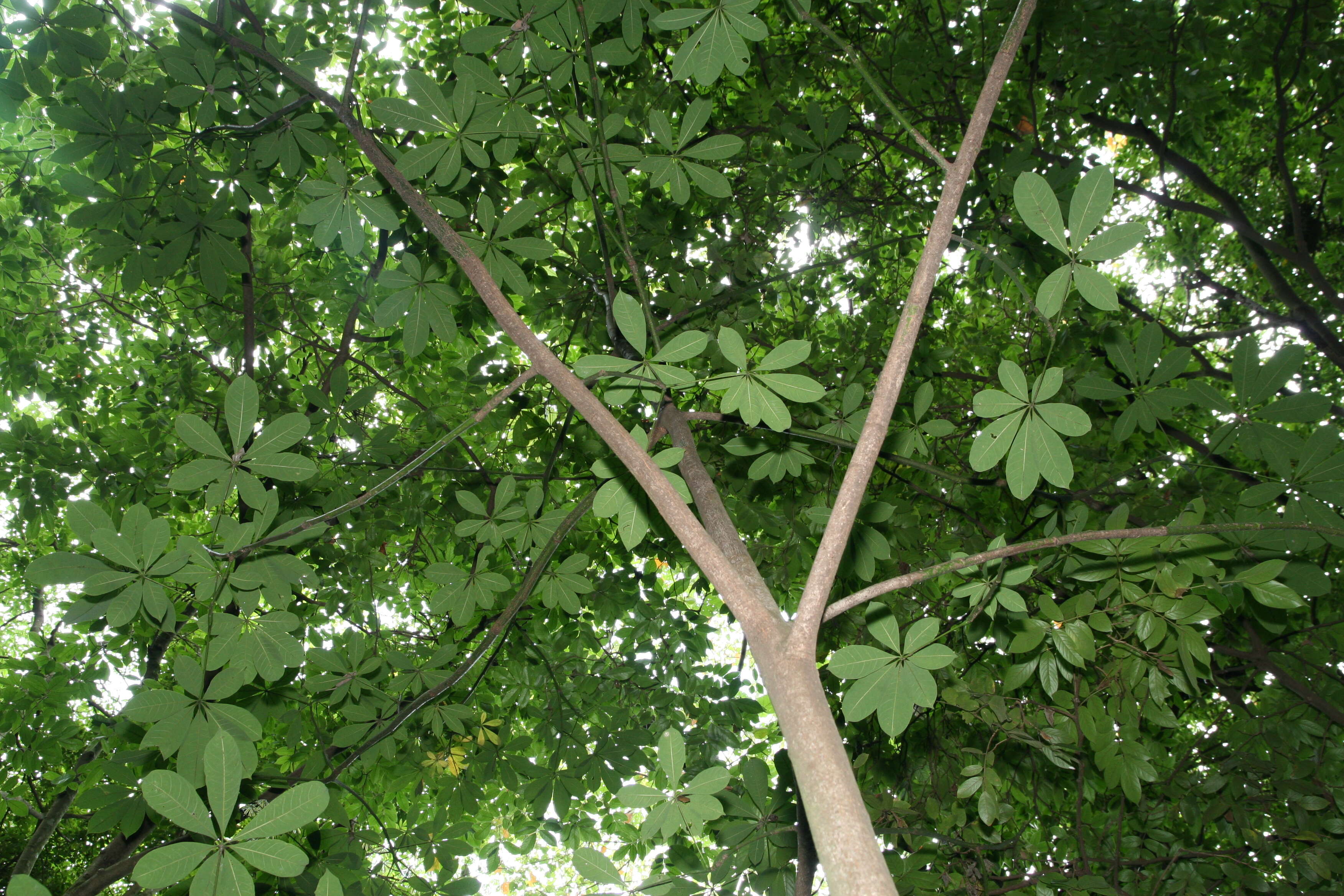 Image of Guiana-chestnut