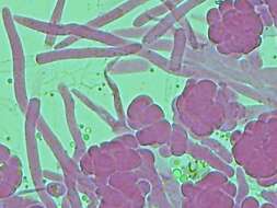 Слика од Hypomyces papulasporae Rogerson & Samuels 1985