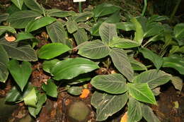 Image of Calathea warscewiczii