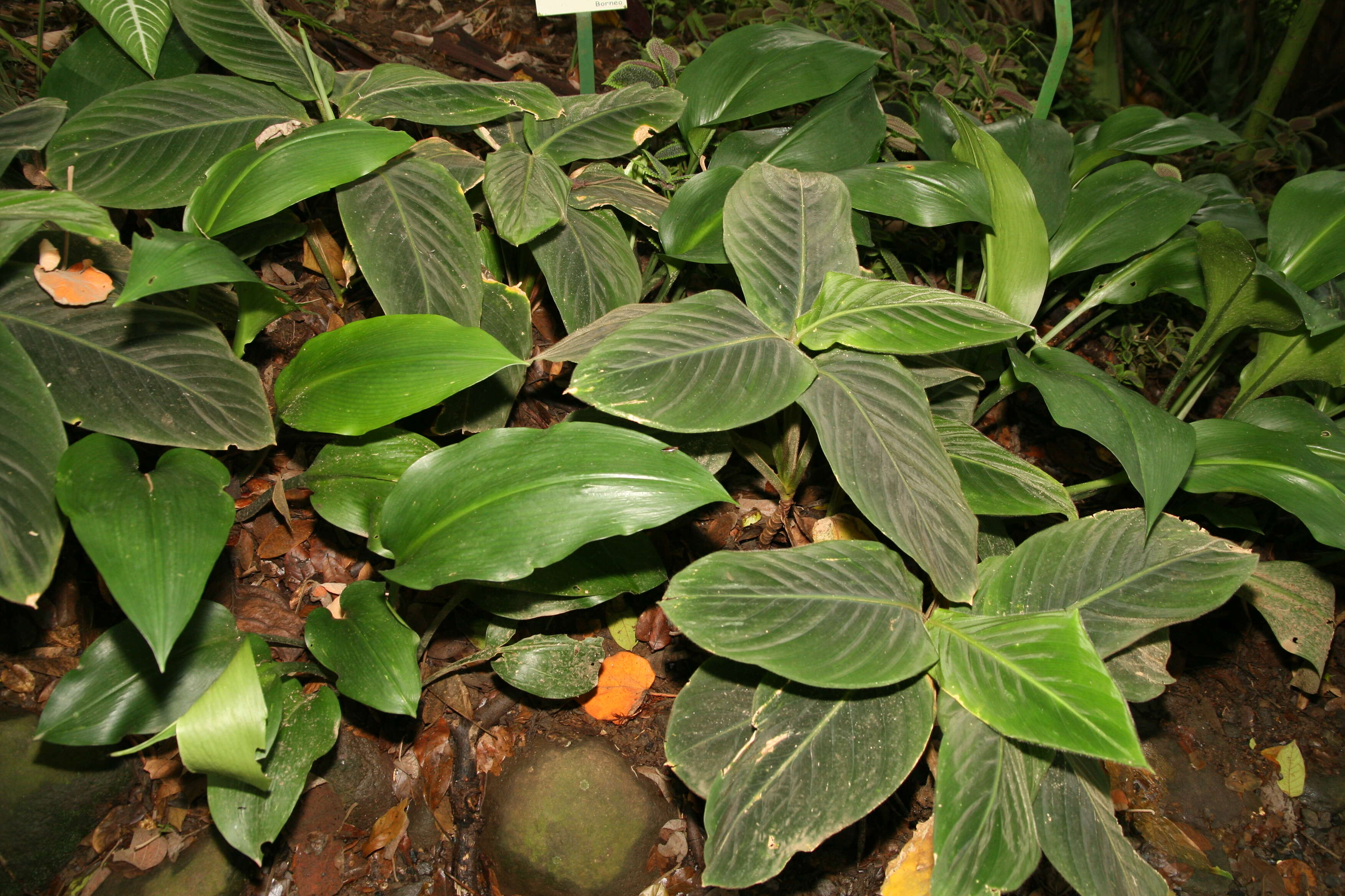 Image of Calathea warscewiczii