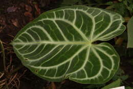 Imagem de Anthurium crystallinum Linden & André