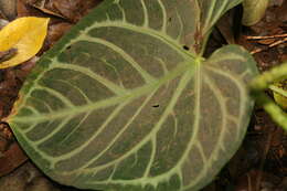 Imagem de Anthurium crystallinum Linden & André