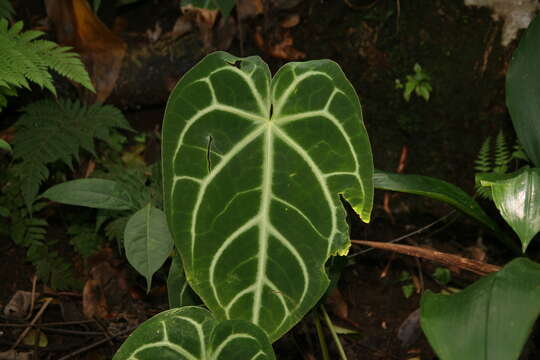 Imagem de Anthurium crystallinum Linden & André