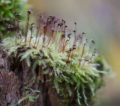 صورة Brachythecium salebrosum W. P. Schimper ex B. S. G. 1853