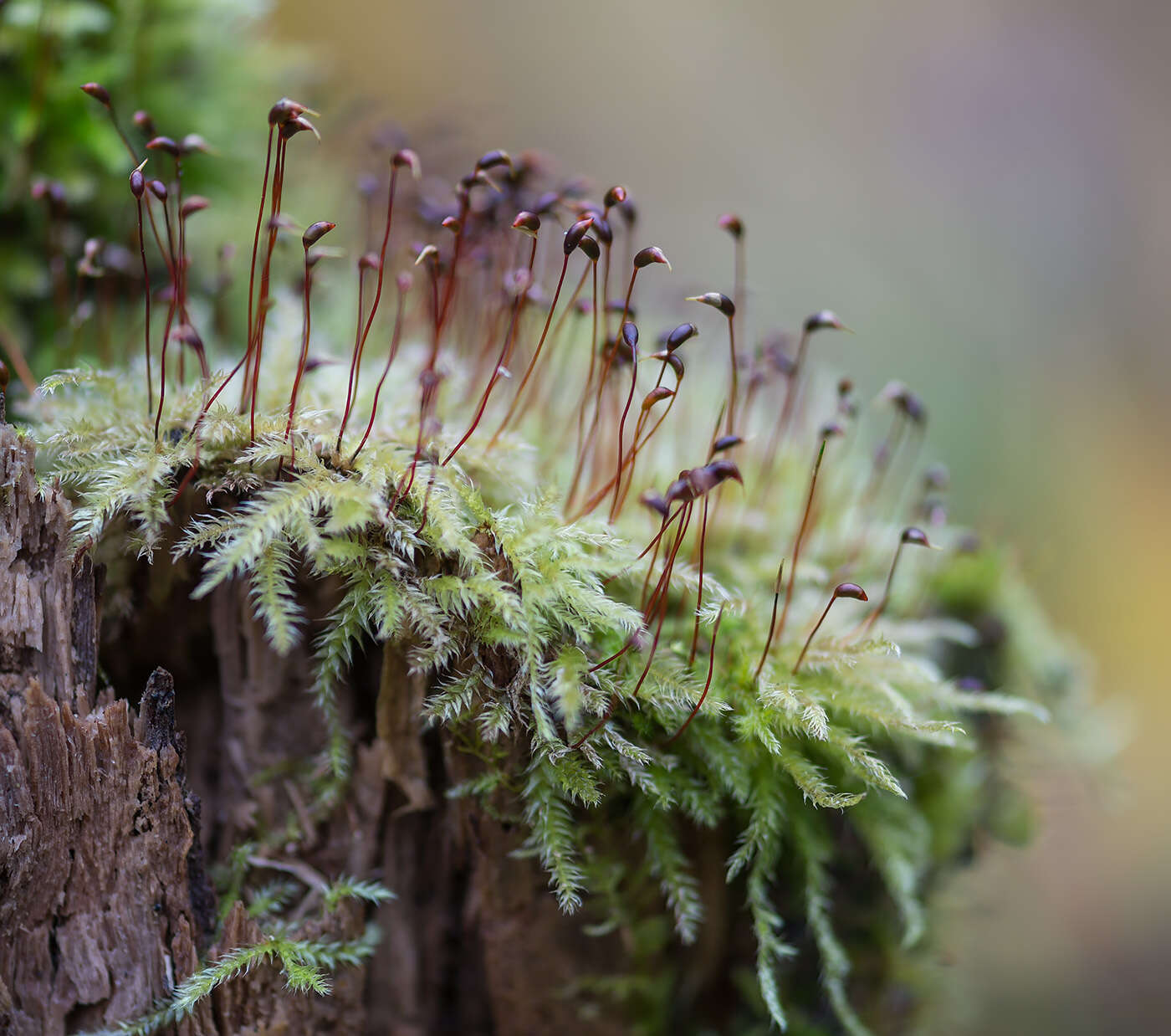 صورة Brachythecium salebrosum W. P. Schimper ex B. S. G. 1853