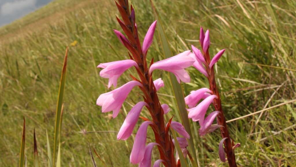 Image of Watsonia lepida N. E. Br.