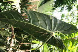 Image of Philodendron melanochrysum Linden & André