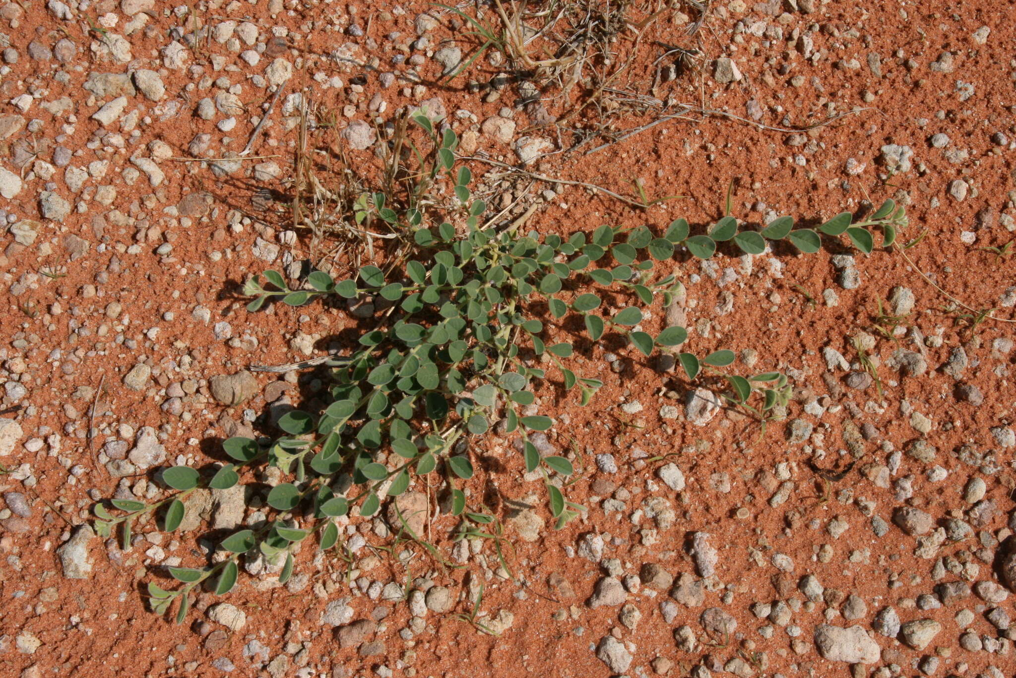 Image of Requienia sphaerosperma DC.