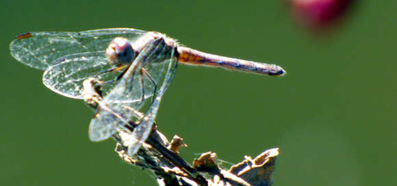 Image of Micrathyria schumanni Calvert 1906