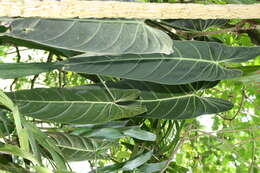 Image of Philodendron melanochrysum Linden & André