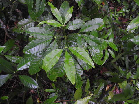 Image of Melicope pteleifolia (Champ. ex Benth.) T. G. Hartley