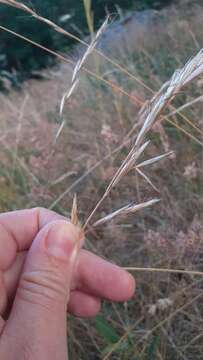 Image of Meadow Oat-grass