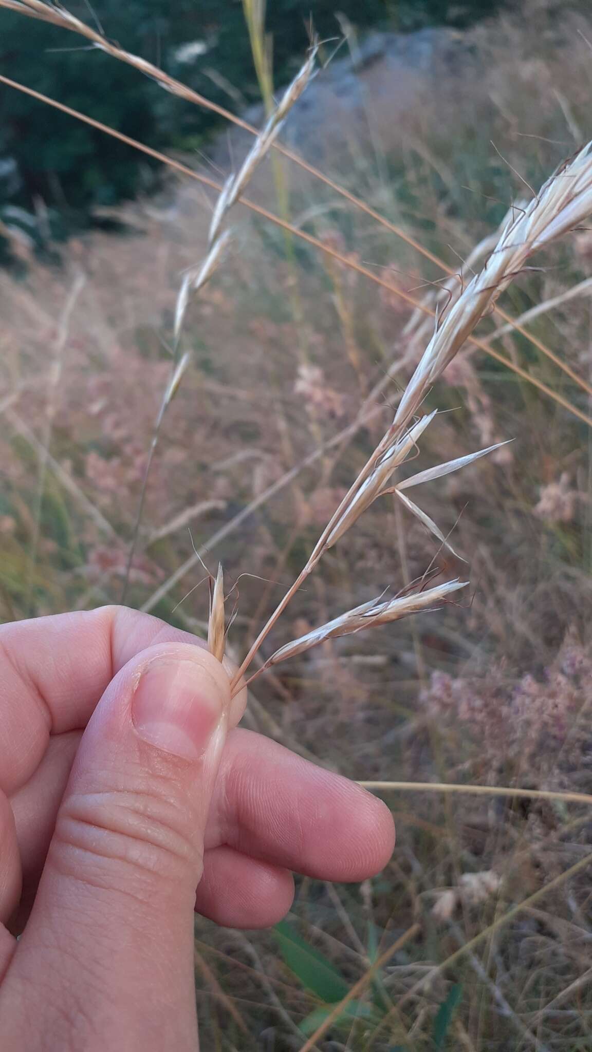 Image of Helictochloa pratensis (L.) Romero Zarco