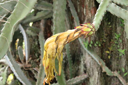 Image of Selenicereus costaricensis (F. A. C. Weber) S. Arias & N. Korotkova