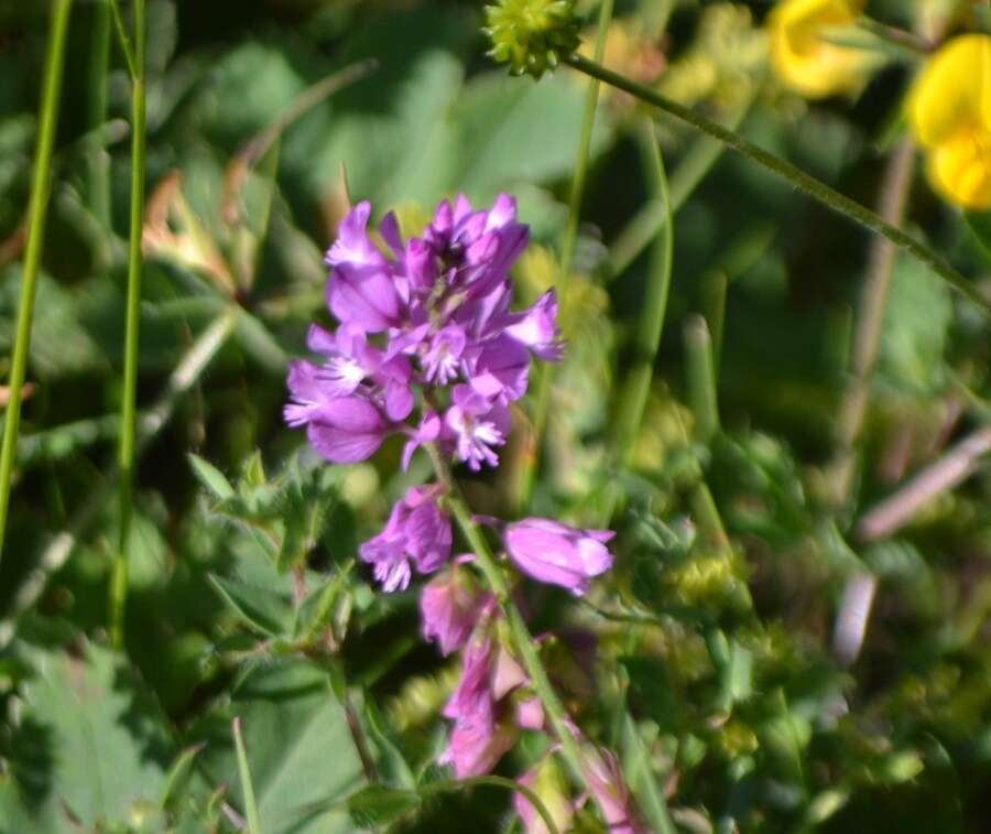 Image de Polygala alpestris Rchb.