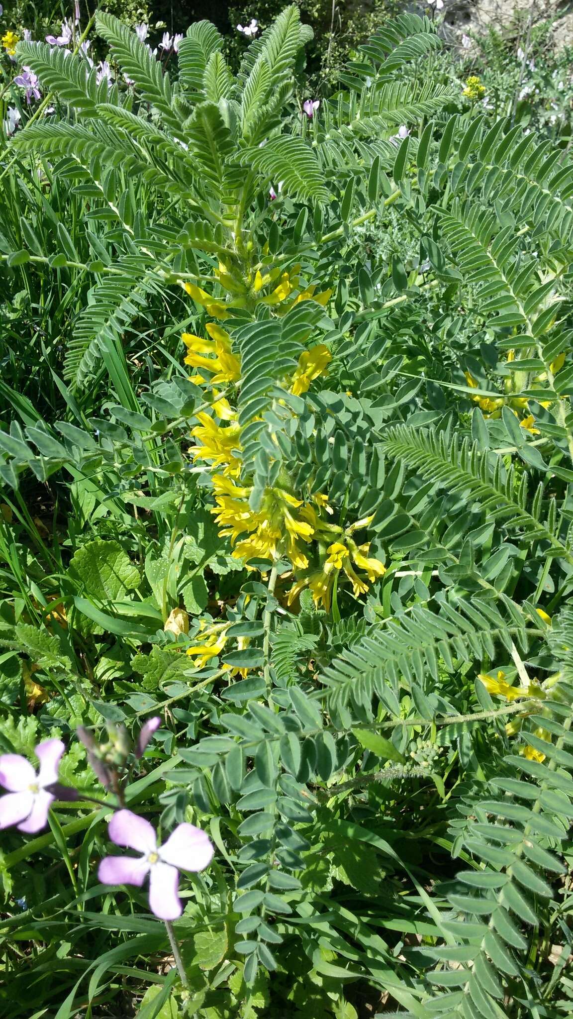 Imagem de Astragalus macrocarpus DC.