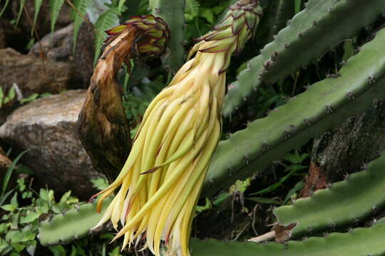 Image of Selenicereus costaricensis (F. A. C. Weber) S. Arias & N. Korotkova