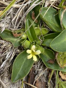 Goodenia montana resmi