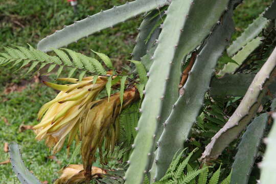 Image of Selenicereus costaricensis (F. A. C. Weber) S. Arias & N. Korotkova