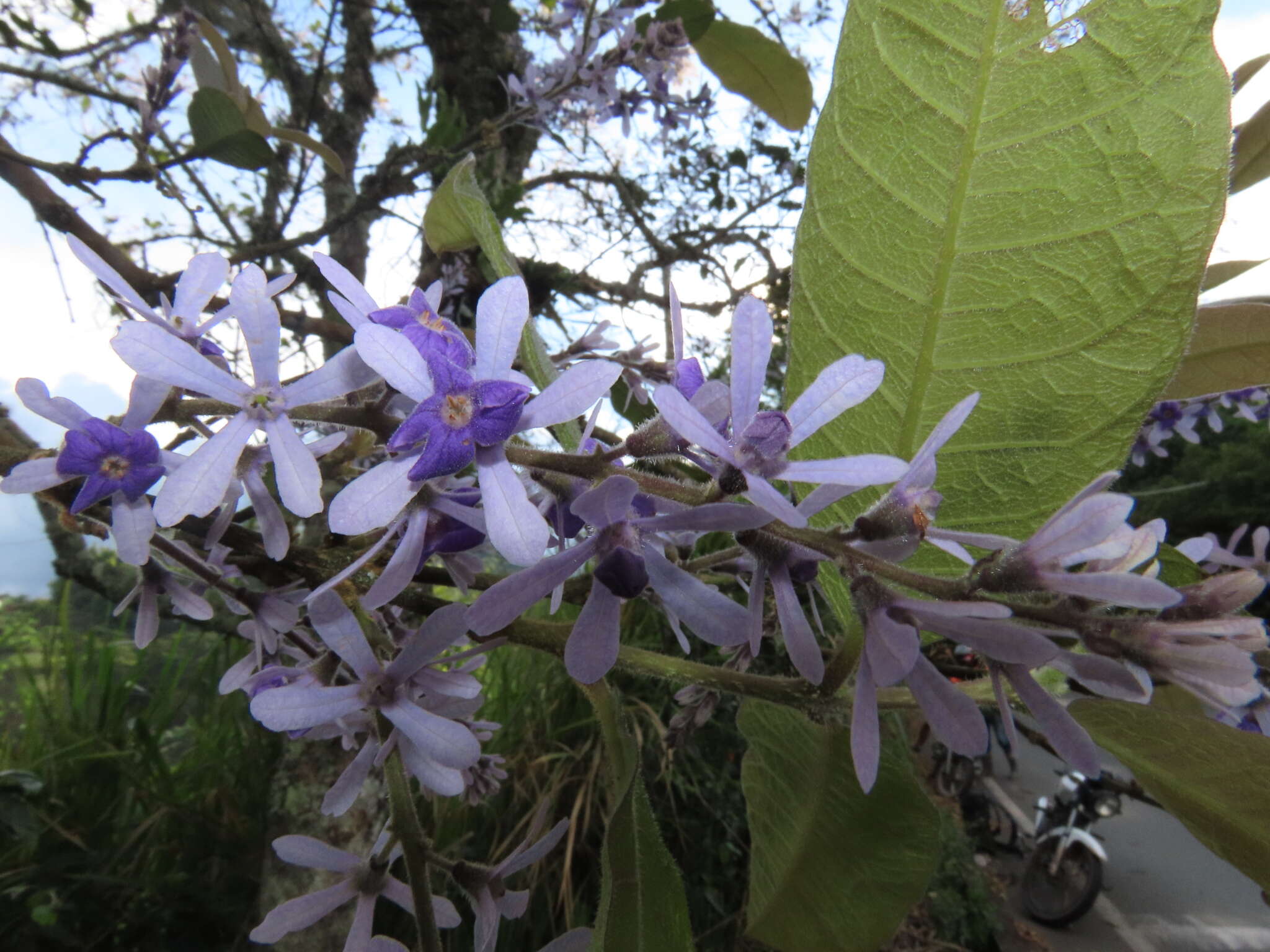 Petrea rugosa Kunth resmi