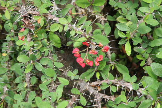 Image of Christ plant