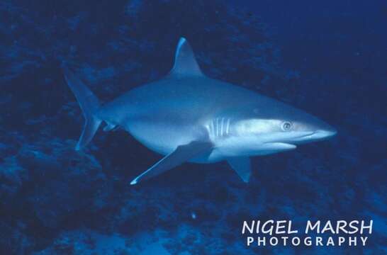 Image of Silvertip Shark